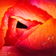 Illustration for article titled Shooting Challenge: Macro Gallery 2
